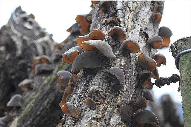 四川省民生研究会新媒体中心-官网