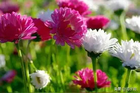 女生微信回复你“哦” “嗯”是什么意思图片