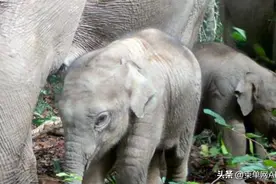 柬埔寨野生大象400-600头图片