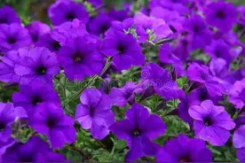 见与不见，一直思念，无缘夫妻，就相思到老图片