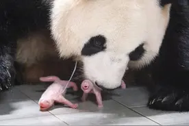 福宝当姐姐了！旅韩大熊猫爱宝二胎诞下双胞胎图片