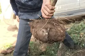 全株“毒性大”，生吃一口能封喉，农民看到就铲除，如今十分珍贵图片