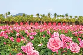 浪漫花海，奔你而来！三亚玫瑰谷花开正艳等你来~图片