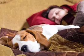 狗狗上床和人睡觉的好处，看完没理由拒绝了图片