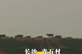 长沙村民钓到“怪兽”，哭声像婴儿有手有脚，吓得村民坐立不安图片