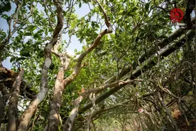 ‘黄金叶’在普洱茶里是什么你知道吗图片