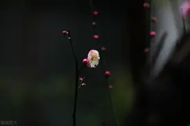 哲学天才维特根斯坦图片