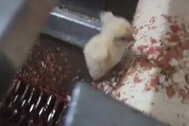 每年70亿只小鸡被搅碎，出生几个小时、未吃过饲料，就被做成狗粮图片