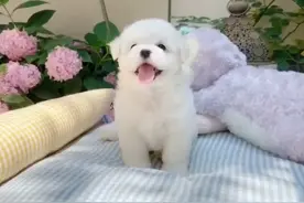 视频挑中“颜值狗”买来发现“地包天”，卖家：狗美颜了图片