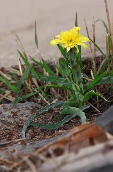 楦﹁懕灞炴鐗╃殑鐗圭偣鍙婄敤閫? onerror=