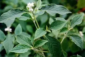 1分钟了解中草药 牛膝图片