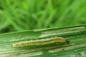 甲维盐——杀虫剂中的热门产品，它凭什么？（复配全方案）图片