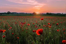 35部国外名著里打动人心的经典语录图片