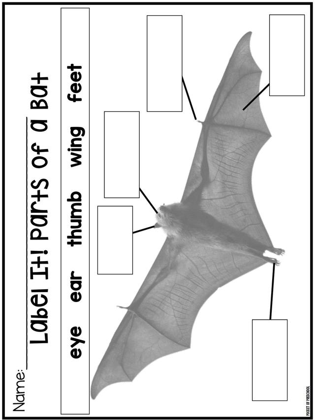 С��ѧ��̽��ϵ��֮ҹ�ж������׻�زİ�