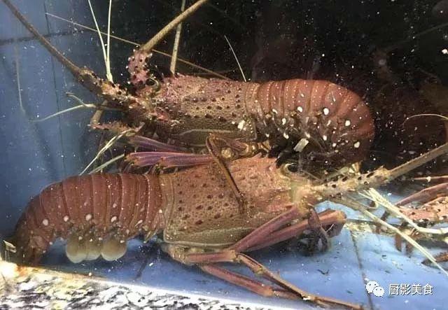 40头的花胶是几级 2025年花胶40头是什么意思?