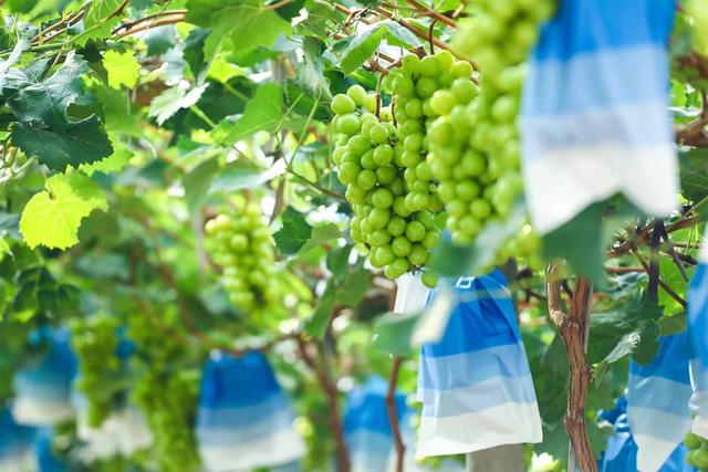 潜江茶叶seo推广（沪上阿姨鲜果茶携手京东物流）