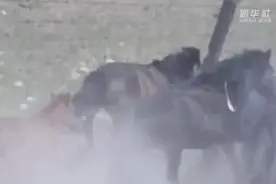 乌鲁木齐|骑马执勤的警察有多飒图片