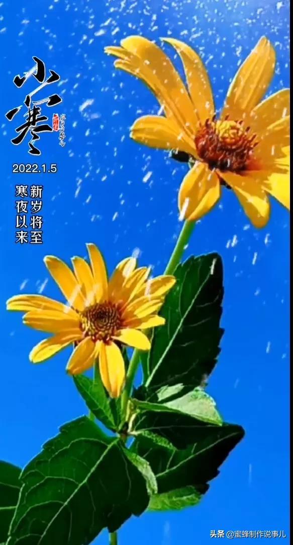 一束鲜花，醉蓝天