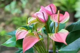 家中种花一定要知道，6种四季开花植物，要长期开也需要“技巧”图片