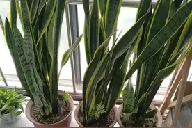 养虎皮兰用一个“独家秘方”，疯狂冒花芽，撑满花盆图片