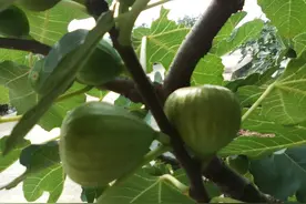 无花果之奇迹！探索神秘的无花果树与无花果汁液的惊人功效图片