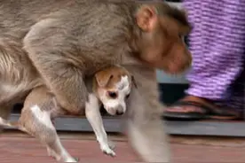 印度一只小猴被狗咬死，猴狗大战爆发250条狗被杀，整村竟遭团灭图片