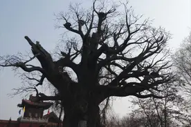 家中有枯树趁早砍伐掉！不然大不吉图片
