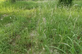 80后90后的伙伴们，童年的童谣和顺口溜，你们还记得吗？图片