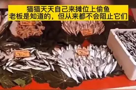 流浪母猫每天都会来鱼摊偷鱼，而老板都会假装看不到：心太软了呀图片