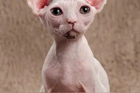 养了就想扔掉的5种猫，“弃养率”高，不要轻易养！图片