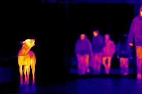 老虎是色盲，马能看到自己的后背，动物眼里的世界到底是怎样的？图片