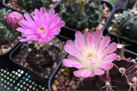 一种以“牡丹”为名的仙人球，花朵超美，每年开多次，皮实还好养图片