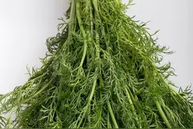 茴香最喜欢的一种食材，加上之后，无论蒸包子还是包饺子都香掉牙图片