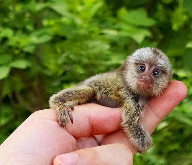 小型宠物狗的品种及图片(世界上最小的8种动物) - 投稿 - 视芝号