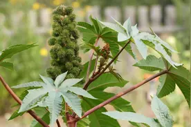 堪称暗杀界“完美毒药”的植物，为什么，会出现在你家院子里？图片