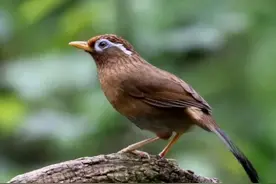 国内哪些鸟可以合法饲养，养什么鸟可以赚钱？图片