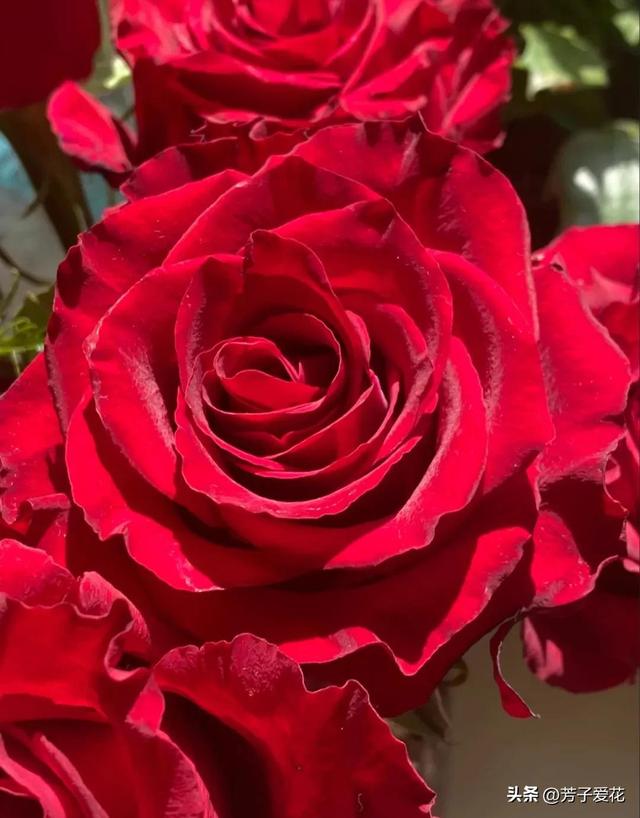 各不相同的红色——十五种经典的红玫瑰