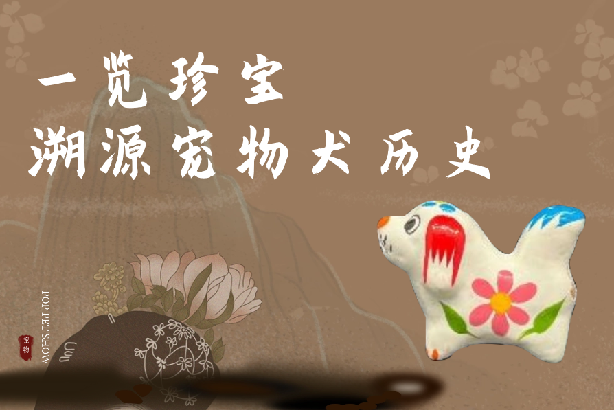 期待揭晓！国际潮宠展联合宠知源独家展示宠物犬起源的宝藏资料！