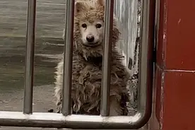 门内拴着1只邋遢的萨摩耶，女孩提出收养，主人：给7000块带走图片