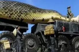 人类目前所发现的世界上最大的蛇 到底有多长？图片