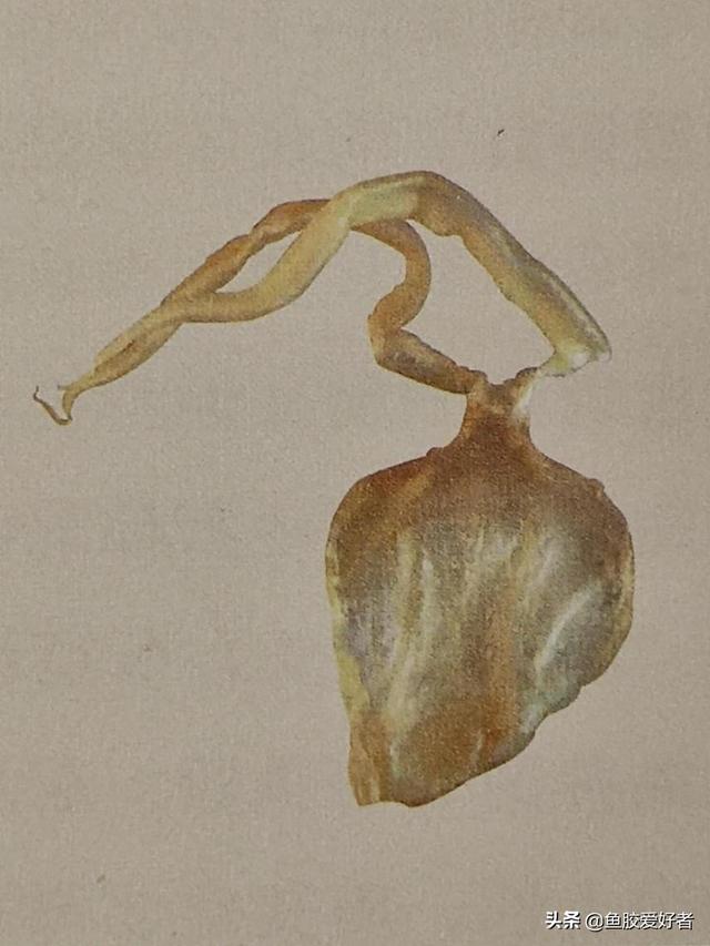 阴阳胶是什么鱼 2026年阴阳胶鱼胶功效与作用