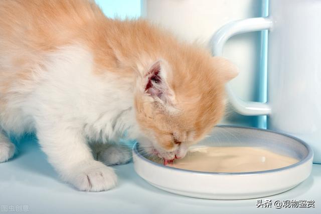 小奶猫快不行的表现，快不行时如何处理，喂养小奶猫注意事项
