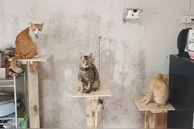 父亲嫌弃买的猫爬架太贵，于是自己动手做了一个，猫还挺喜欢!图片