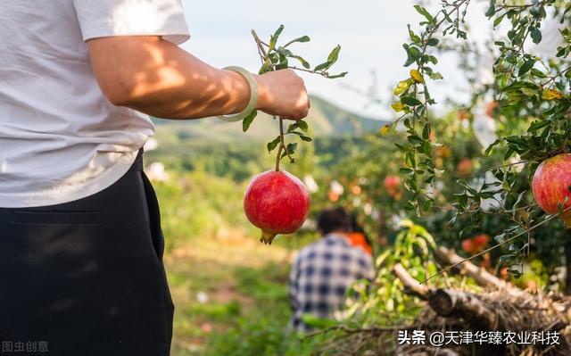 最近氨基酸火了？氨基酸的7种作用，老农民：省肥增产是重点