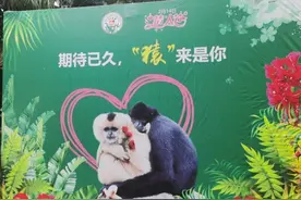 “猿”来是你！长臂猿“亮亮”“命大”在海南举行“婚礼”图片