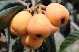 雨熟枇杷树树香，你吃对枇杷了吗？图片