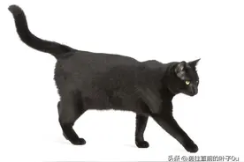 民间故事:猪来穷，狗来富，猫儿来了披孝布，是真的吗？图片