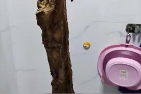 医院回应“女子顺产2月后发现体内遗留纱布”：助产士操作失误，正协商赔偿图片