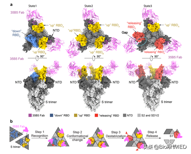 陈志伟等揭示新冠受关注变异株“全谱”中和单抗的作用机制
