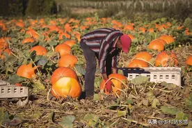 要想南瓜丝瓜结瓜多，不妨学一学这些老办法，一茬一茬瓜满架图片